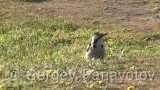 Video of Syrian Woodpecker - Syrian Woodpecker is eating in the forest